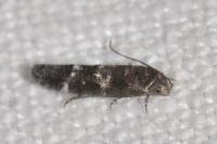 Mompha subbistrigella