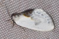 Cilix glaucata