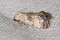 Cochylis posterana