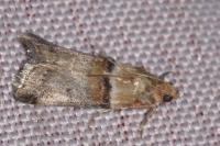 Acrobasis tumidana