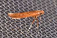 Caloptilia elongella