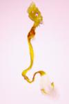 Caloptilia elongella