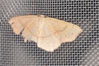 Cyclophora punctaria