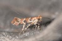 Phyllonorycter trifasciella
