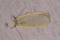 Collita griseola