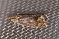 Cydia splendana
