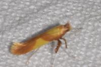 Caloptilia robustella