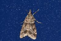 Eudonia mercurella