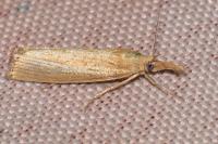 Agriphila straminella