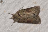 Nycteola revayana