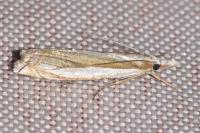 Crambus pascuella