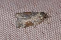 Nycteola siculana