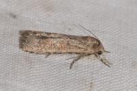 Spodoptera exigua
