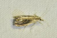Catoptria verellus