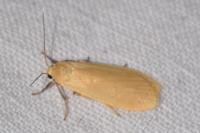 Wittia sororcula