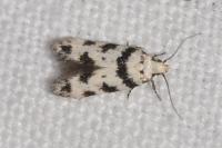 Pseudotelphusa scalella