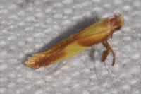 Caloptilia alchimiella