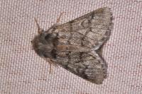 Thaumetopoea processionea