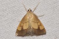 Evergestis limbata