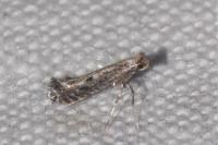 Parornix finitimella