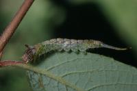Furcula