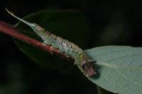 Furcula