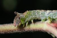 Furcula