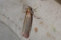Oncocera semirubella