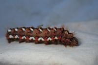 Acronicta rumicis