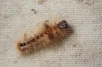 Acronicta rumicis