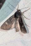 Aporophyla nigra
