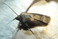 Agrotis ipsilon