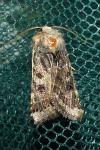 Anchoscelis lunosa