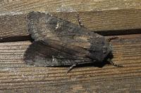 Aporophyla nigra