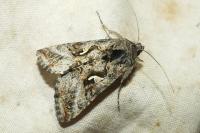 Autographa gamma