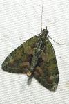 Chloroclysta siterata