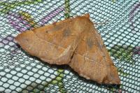 Colotois pennaria