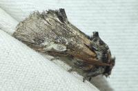 Diloba caeruleocephala