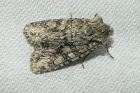 Dryobotodes eremita