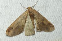 Erannis defoliaria