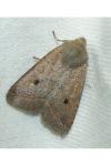 Leptologia lota