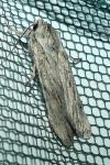 Lithophane leautieri