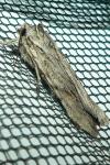 Lithophane leautieri