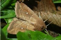 Mythimna albipuncta
