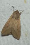 Mythimna unipuncta