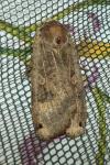 Noctua pronuba