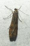 Nomophila noctuella