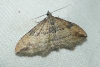 Nycterosea obstipata