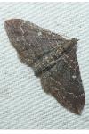 Nycterosea obstipata