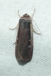 Ochropleura leucogaster